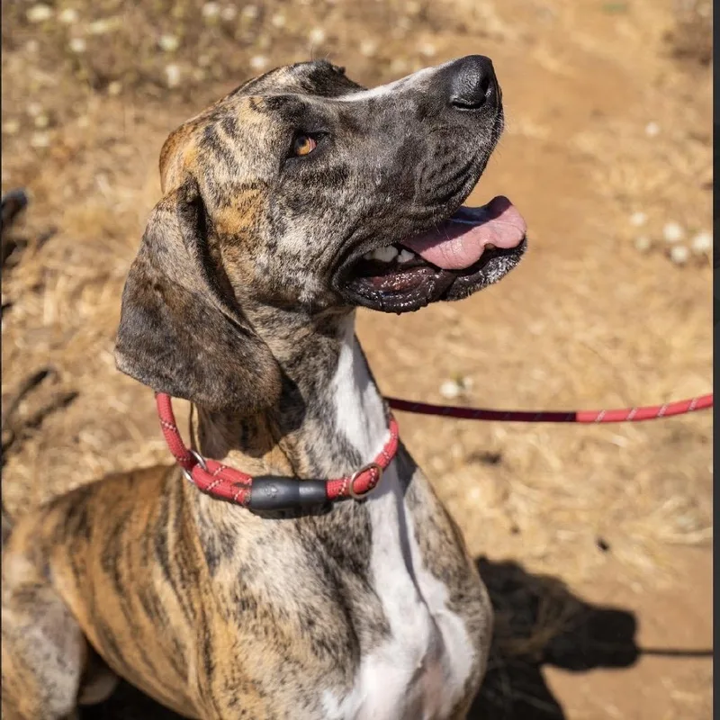 A young large-sized female Yellow / Tan / Blond / Fawn Great Dane dog named Joy for adoption in Salem, OR
