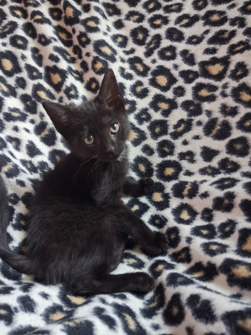 A baby small-sized female Domestic Short Hair cat named Pantera for adoption in Hershey, PA