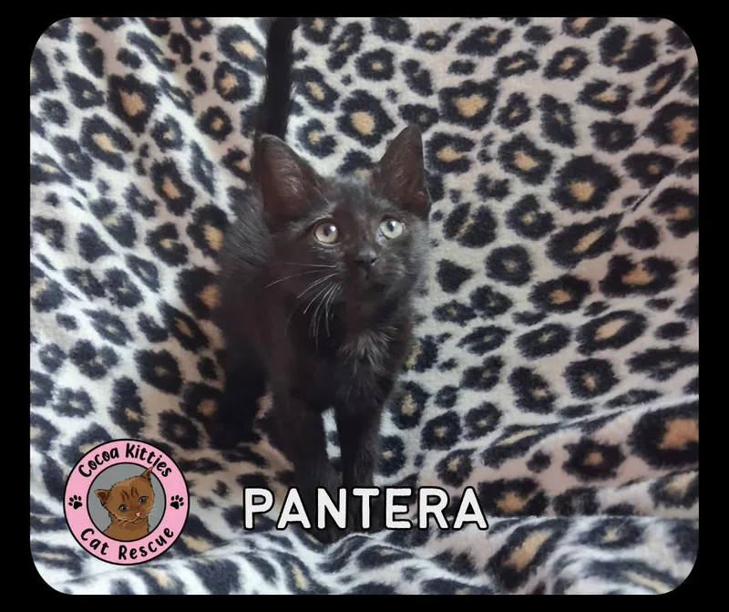 Pantera thumbnail 4
