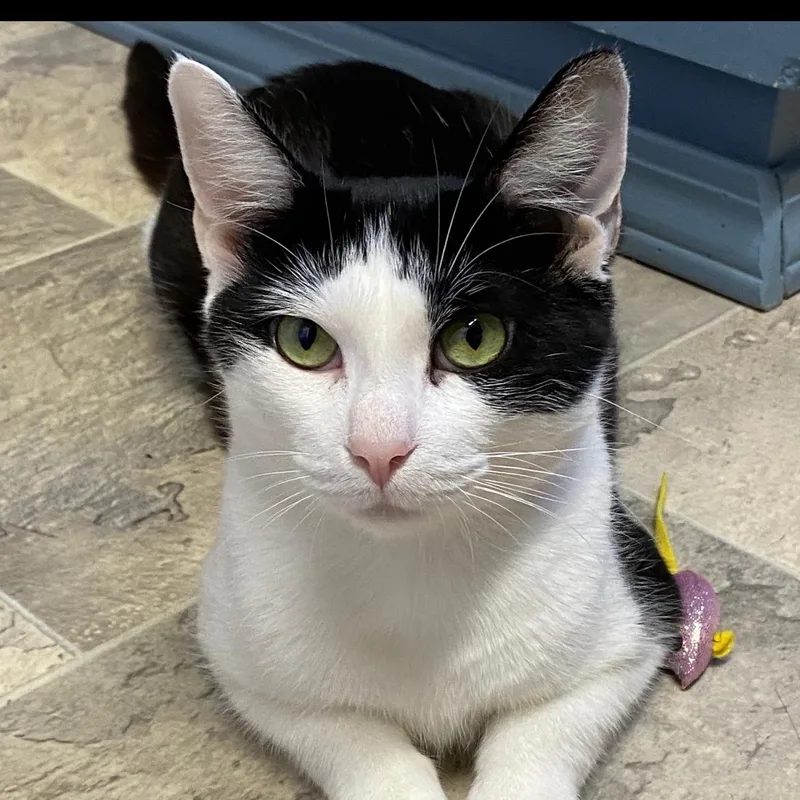 A young medium-sized female Black & White / Tuxedo Domestic Short Hair cat named Serena for adoption in Brockport, NY
