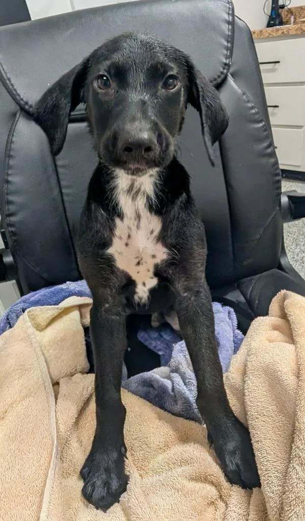 A baby medium-sized male Hound dog named RooRoo for adoption in Seven Points, TX