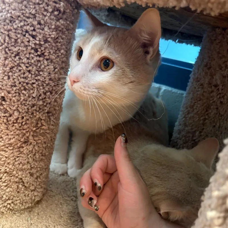 Toast And Jalapeno thumbnail 4