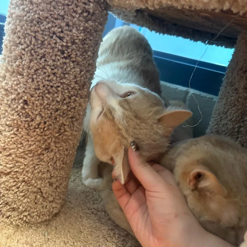 Toast And Jalapeno thumbnail 5