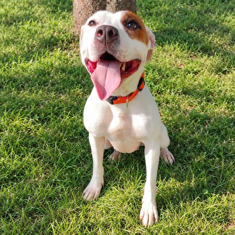 A young medium-sized female White / Cream Pit Bull Terrier dog named Bella for adoption in Jersey city, NJ