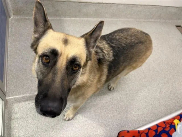 An adult large-sized female German Shepherd Dog dog named Harley for adoption in Loveland, CO