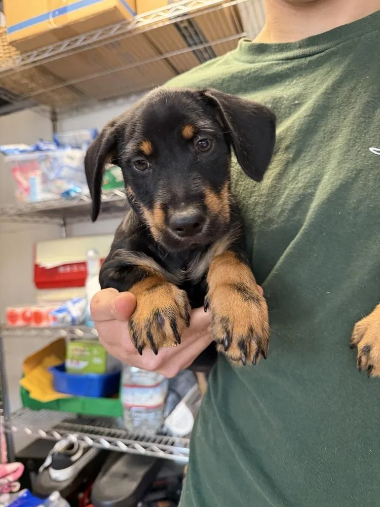 A baby small-sized male Tricolor (Brown, Black, & White) Rottweiler dog named Paul for adoption in Ontario, CA