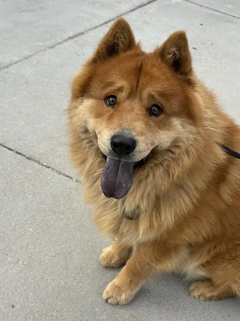 An adult large-sized male Chow Chow dog named Minnow for adoption in West Valley City, UT