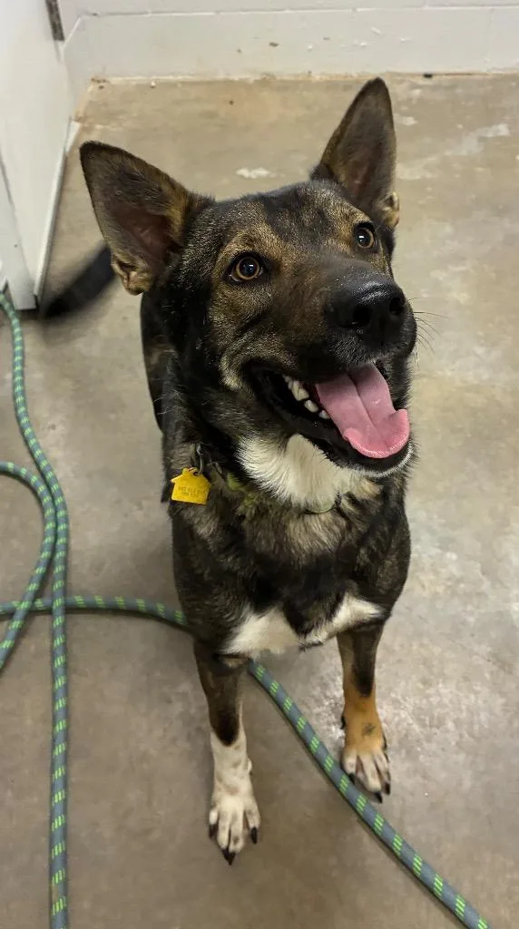 A young large-sized male German Shepherd Dog dog named Apollo for adoption in Newcastle, OK