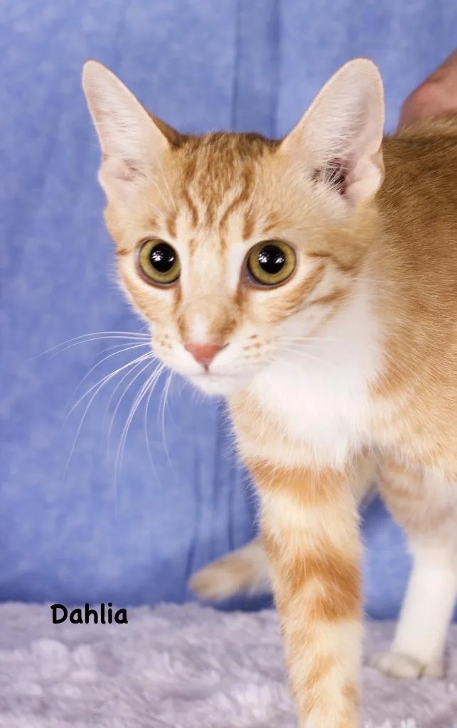 A young medium-sized female Domestic Short Hair cat named Dahlia for adoption in Gilbert, AZ