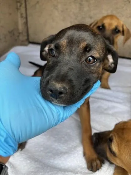 A baby small-sized female Black Mouth Cur dog named Luna for adoption in Honolulu, HI