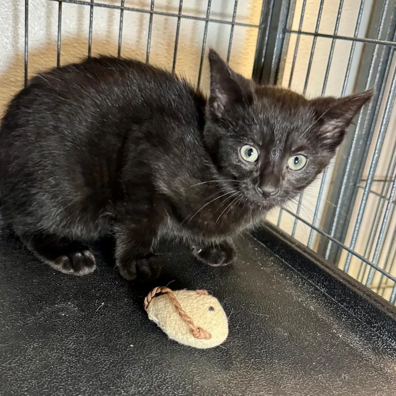 A baby medium-sized female Domestic Short Hair cat named Chloe for adoption in Saginaw, MI