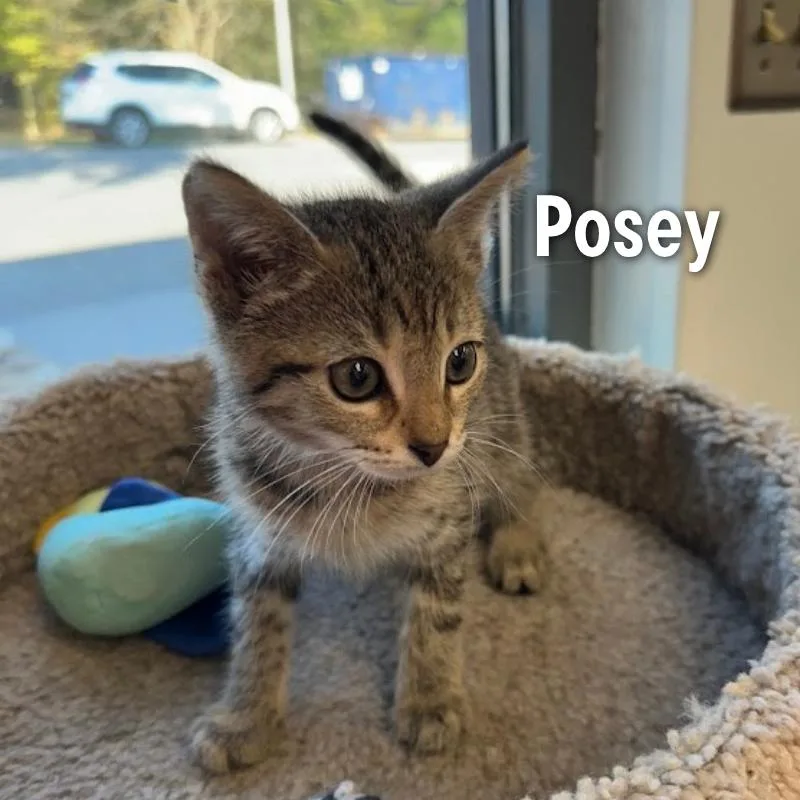 Posey thumbnail 2