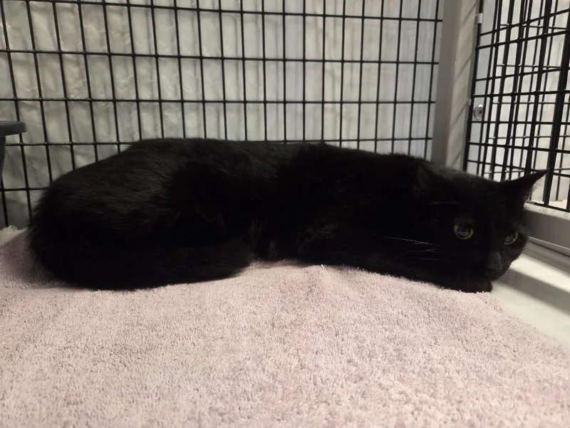 A baby medium-sized female Domestic Short Hair cat named Ednah for adoption in Raleigh, NC