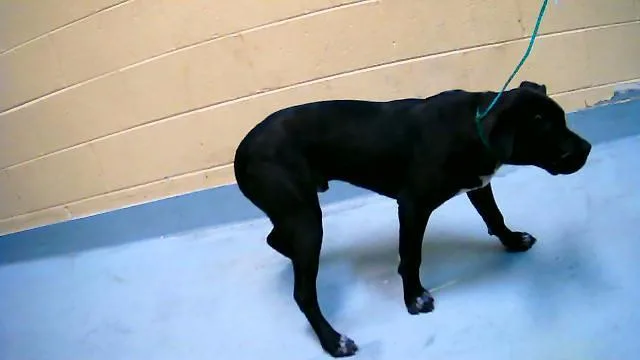 A young medium-sized male Pit Bull Terrier dog named Capone for adoption in Tulsa, OK