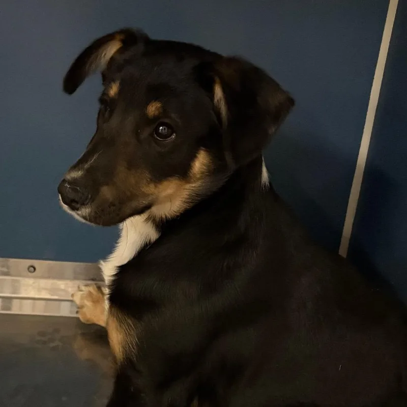 A baby small-sized male Black Mixed Breed dog named Sid for adoption in Yuma, AZ