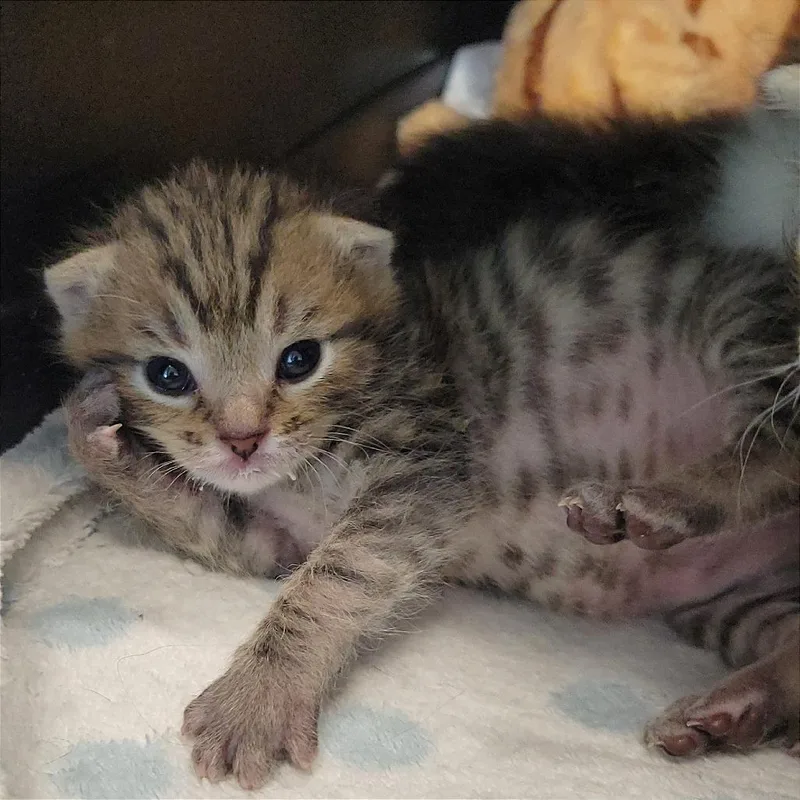 A baby small-sized male Brown / Chocolate Domestic Short Hair cat named Dr. Robby for adoption in Nashville, IN