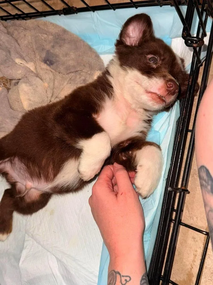 A baby small-sized male Tricolor (Brown, Black, & White) Australian Shepherd dog named Red for adoption in WARNER ROBINS, GA