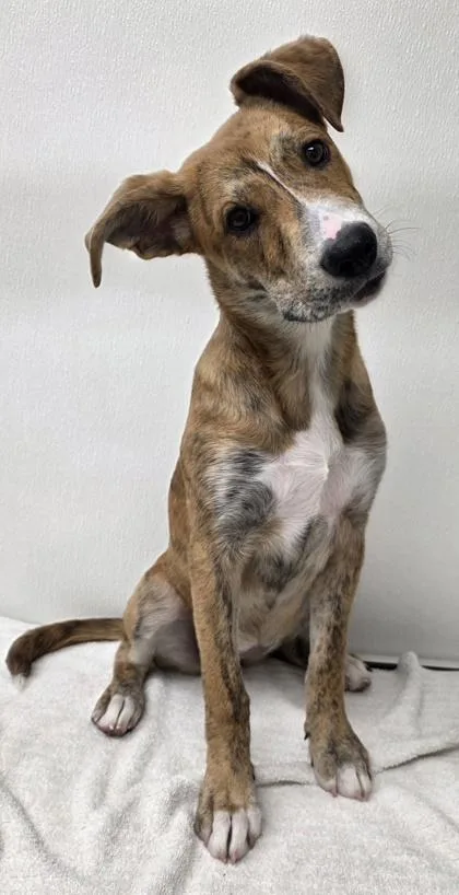 A young large-sized female Shepherd dog named Marty for adoption in Phoenix, AZ