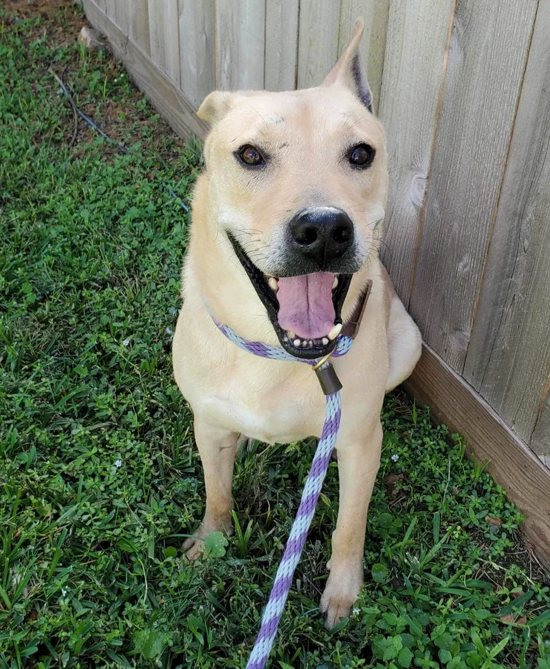 An adult medium-sized male Apricot / Beige Labrador Retriever dog named Spyker for adoption in Tomball, TX