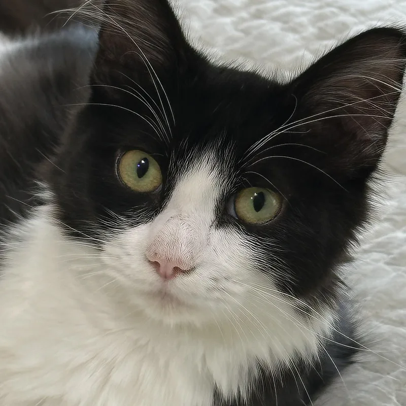 A baby small-sized female Domestic Medium Hair cat named Dolly North Conroe for adoption in Spring, TX