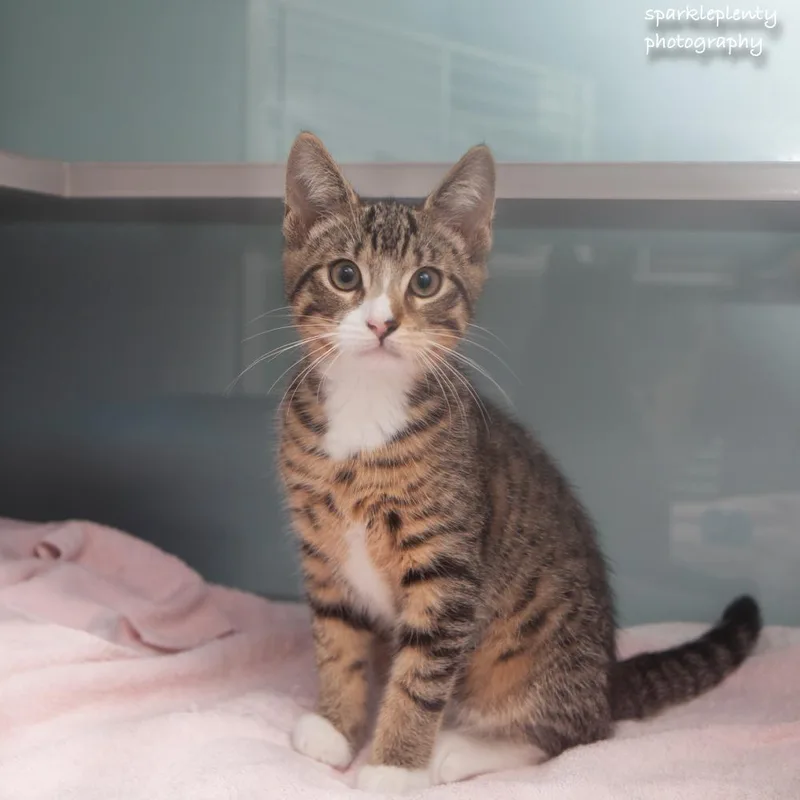 A baby medium-sized male Tabby (Brown / Chocolate) Domestic Short Hair cat named Apple for adoption in Ridgefield, CT