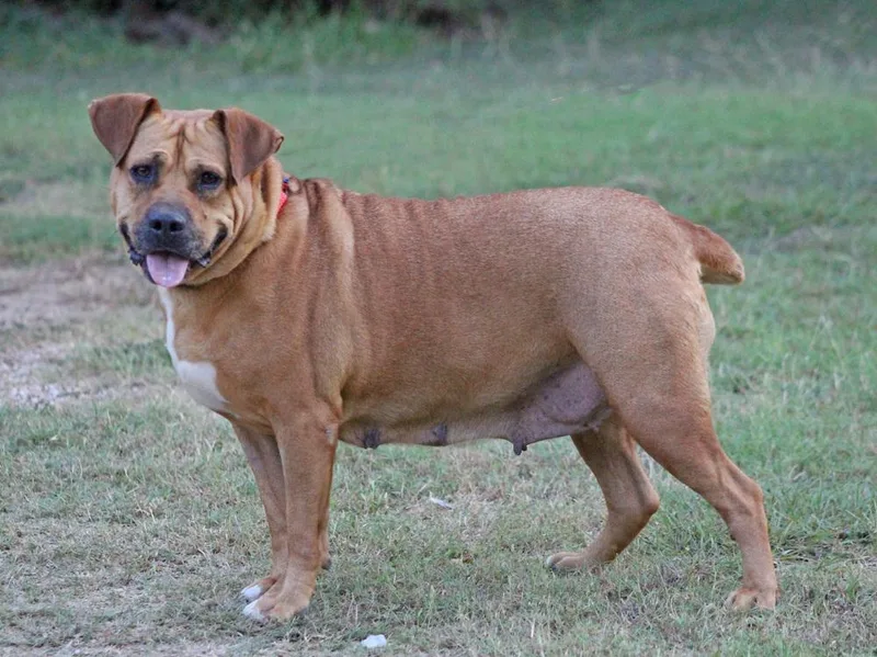 An adult large-sized female White / Cream Mixed Breed dog named Gracie for adoption in Brewster , NY