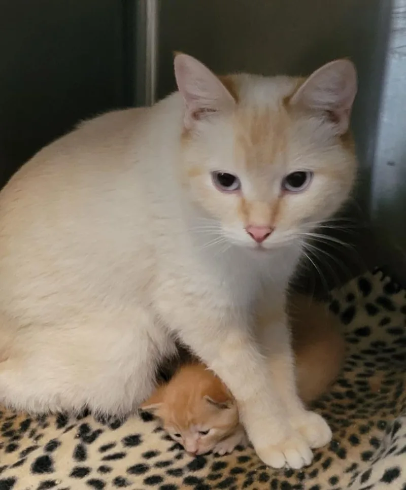 A young medium-sized female Domestic Short Hair cat named Polly for adoption in Virginia, MN
