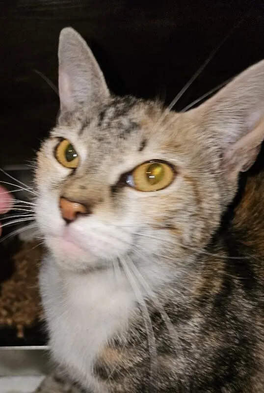 An adult medium-sized female Calico Tabby cat named Pudding for adoption in Kennewick, WA