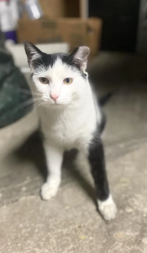 A young small-sized male Black & White / Tuxedo Domestic Short Hair cat named Tj for adoption in Patchogue, NY