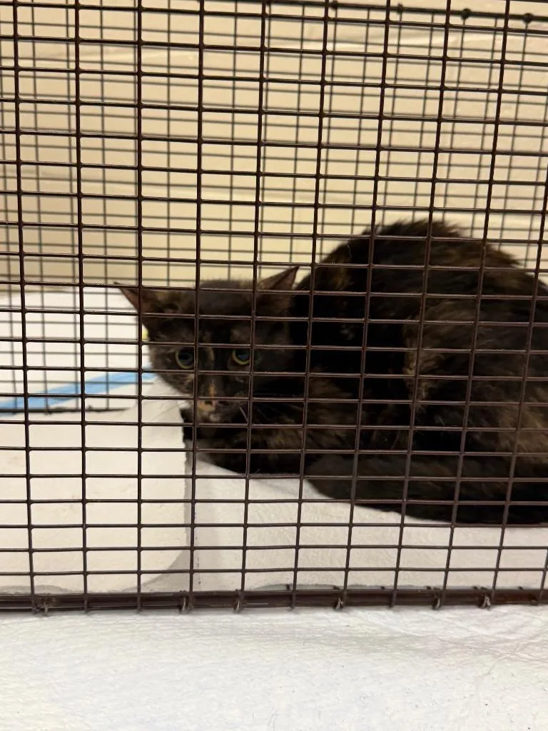 A young medium-sized female Domestic Short Hair cat named 2026-05-128 for adoption in Winder, GA