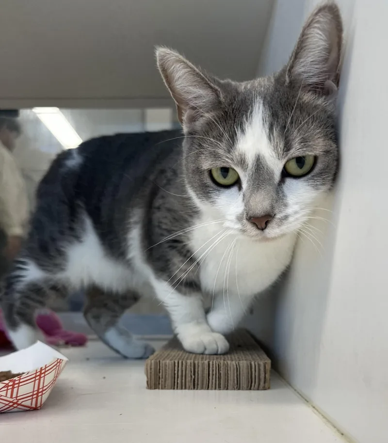 A young medium-sized female Gray / Blue / Silver Domestic Short Hair cat named Phoebe for adoption in Manassas, VA