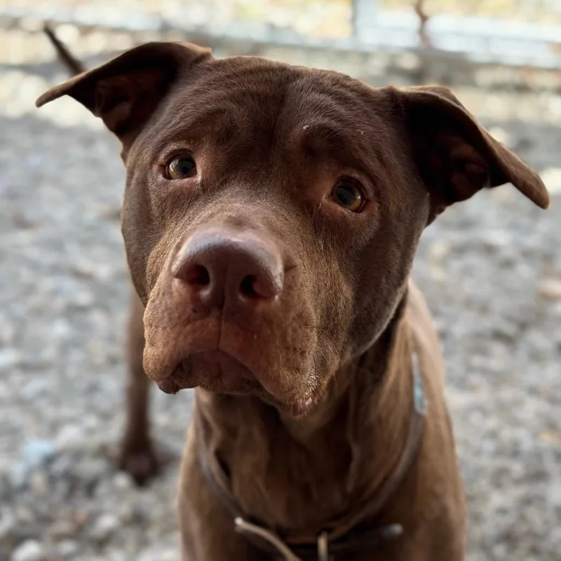 An adult large-sized female Brown / Chocolate Chocolate Labrador Retriever dog named Baisel for adoption in Enfield, NH