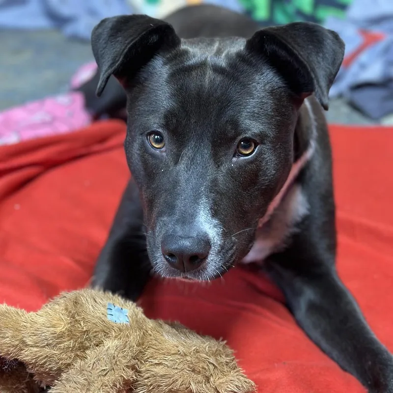 A young medium-sized female Black Mixed Breed dog named Dunkaroo for adoption in Newark, NJ