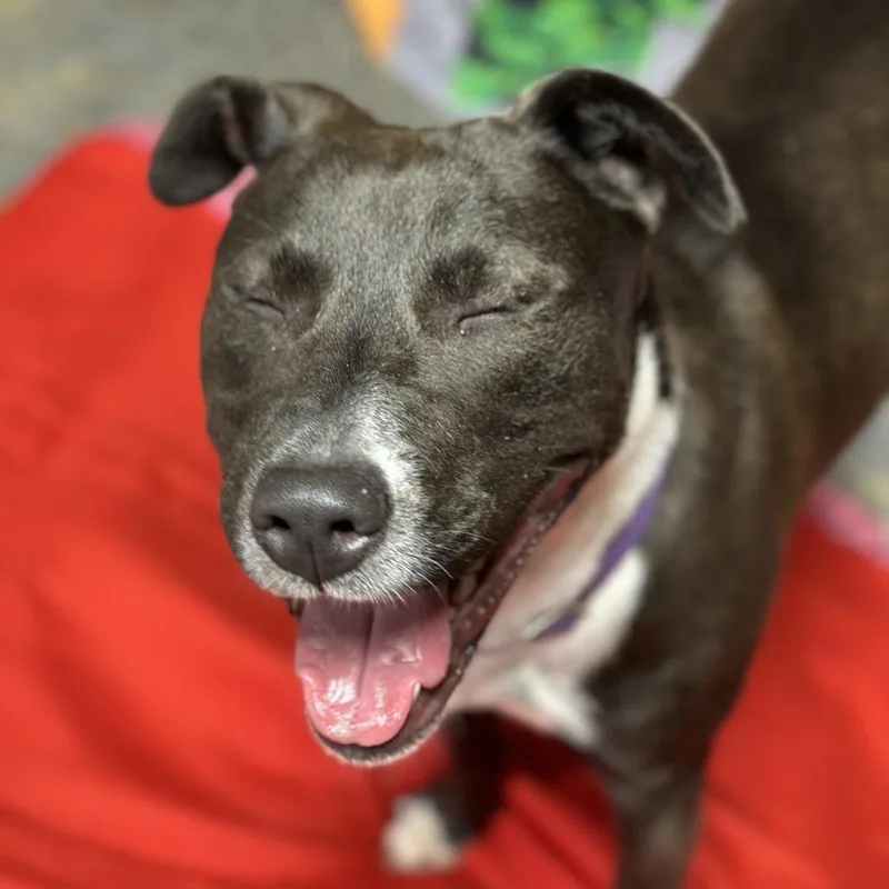 Dunkaroo thumbnail 2