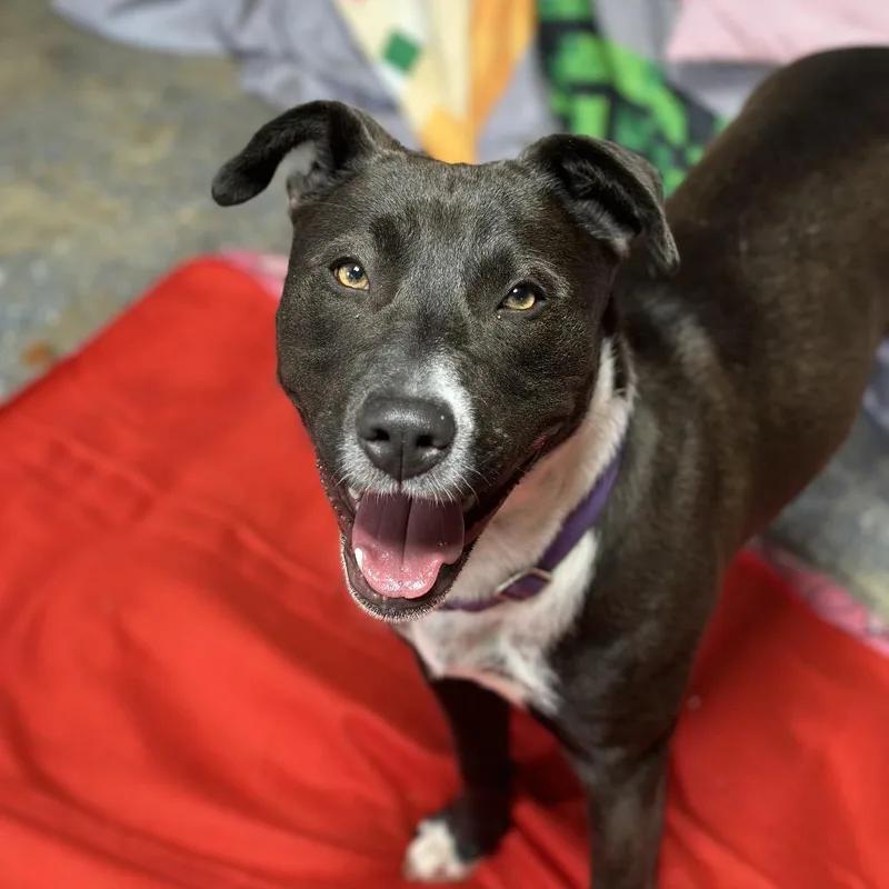 Dunkaroo thumbnail 3