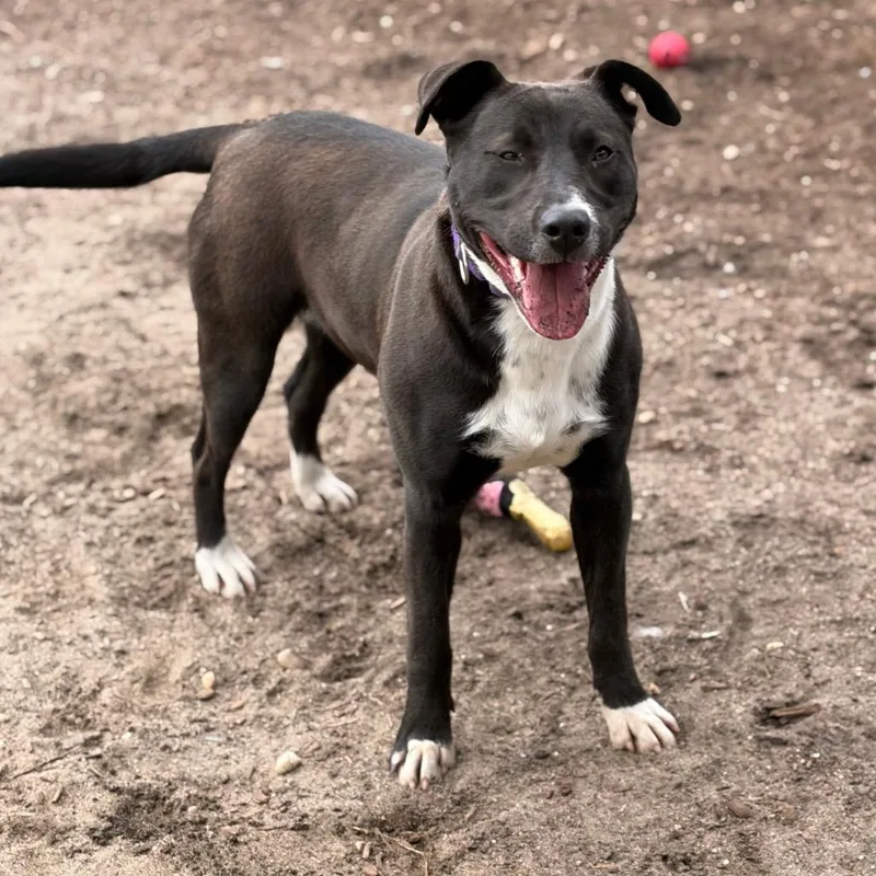 Dunkaroo thumbnail 4