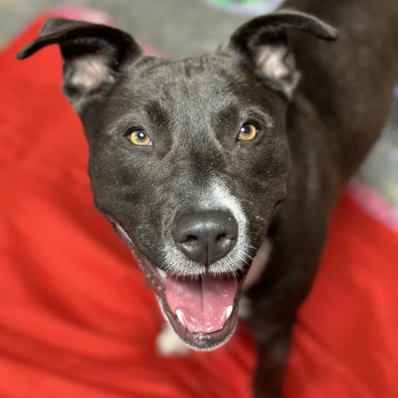 Dunkaroo thumbnail 5