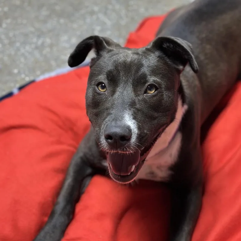 Dunkaroo thumbnail 6