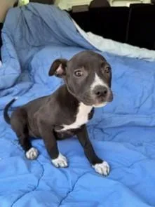 A baby medium-sized female Labrador Retriever dog named Cecilia for adoption in Brookhaven, MS
