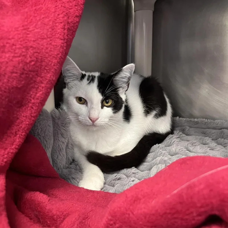 A baby medium-sized female White Domestic Short Hair cat named Dot for adoption in Brockton, MA