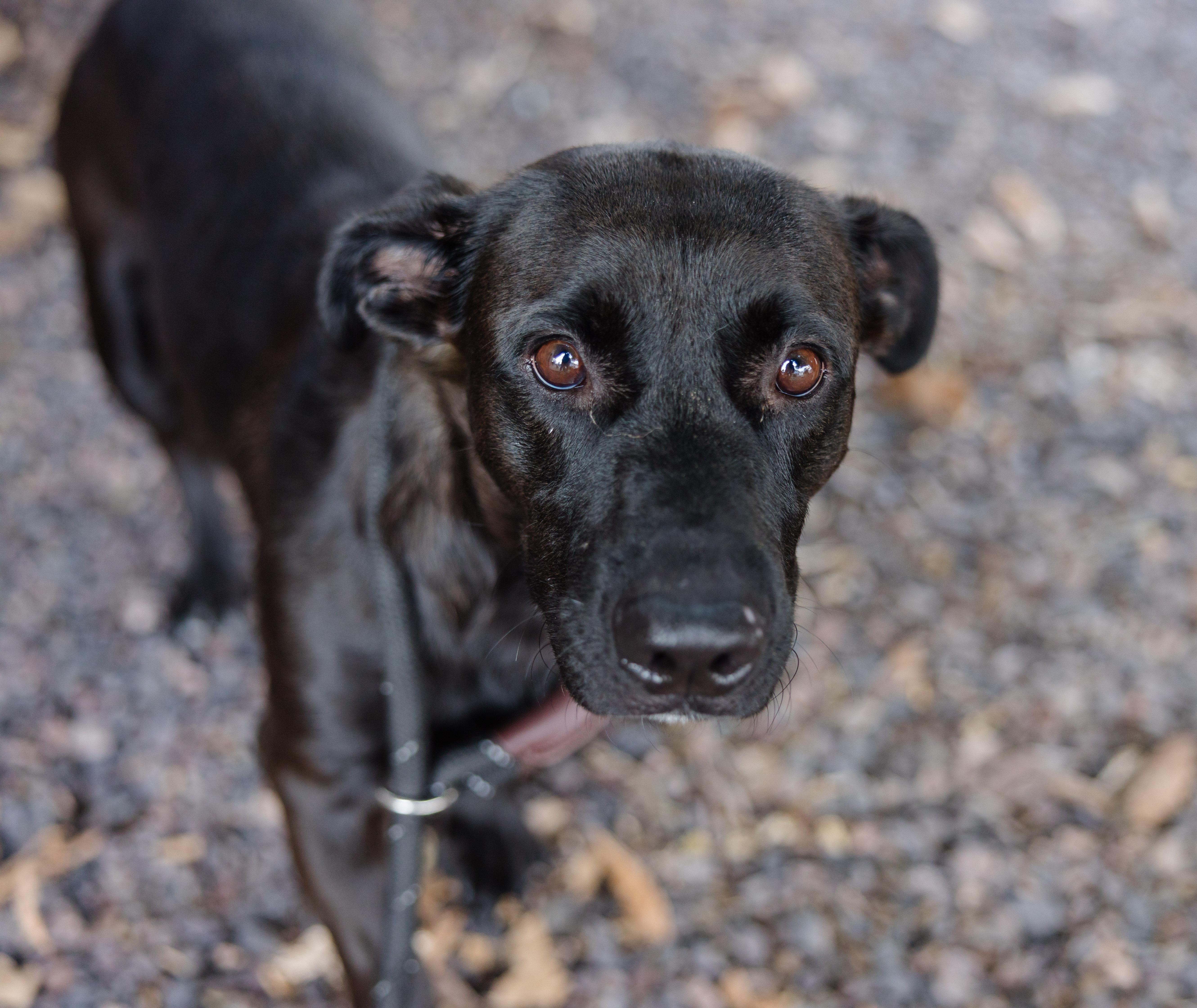 An adult medium-sized female German Shepherd Dog dog named Missy for adoption in Newburgh, IN