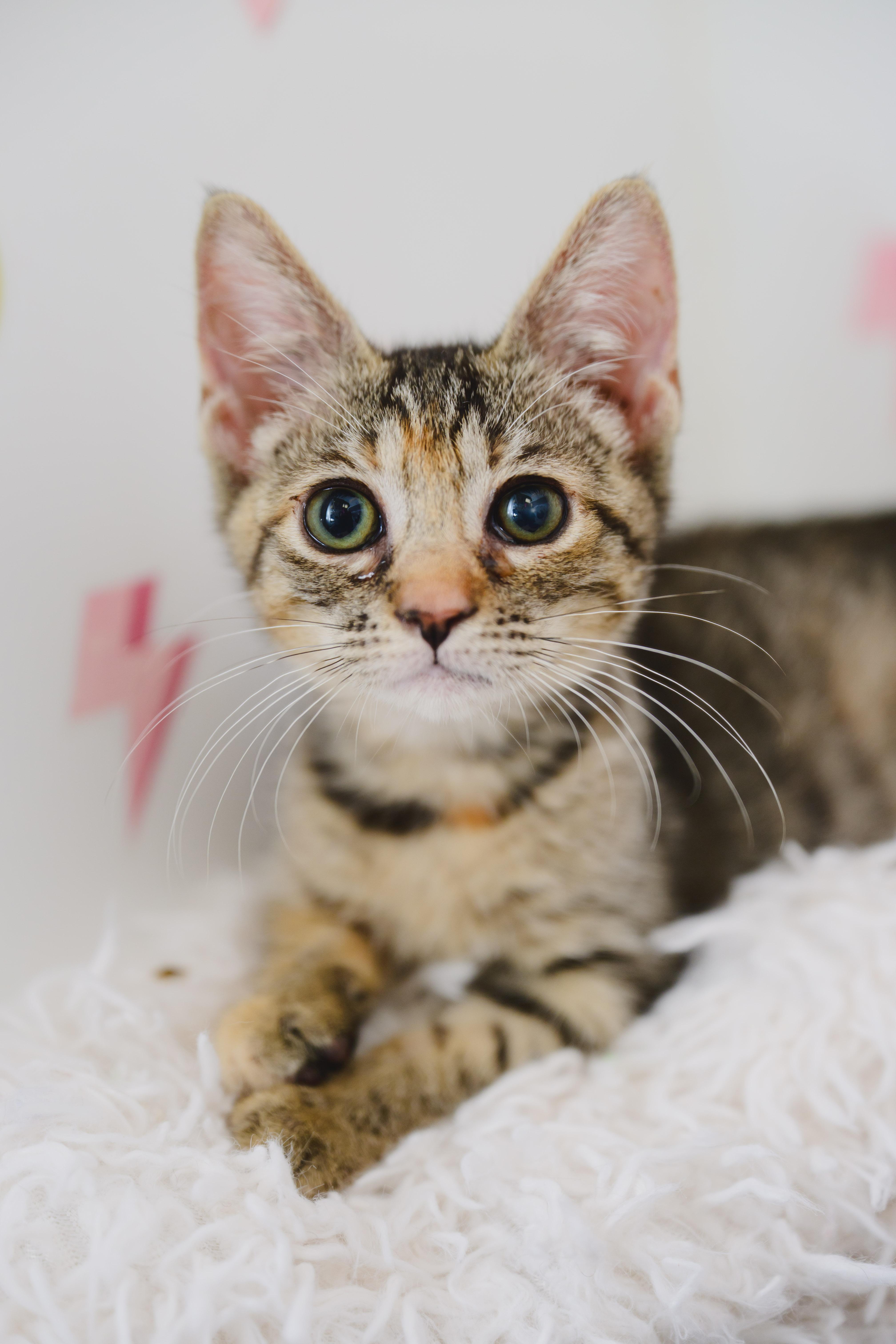 A young small-sized female Domestic Short Hair cat named Cutie Pie for adoption in Honolulu, HI