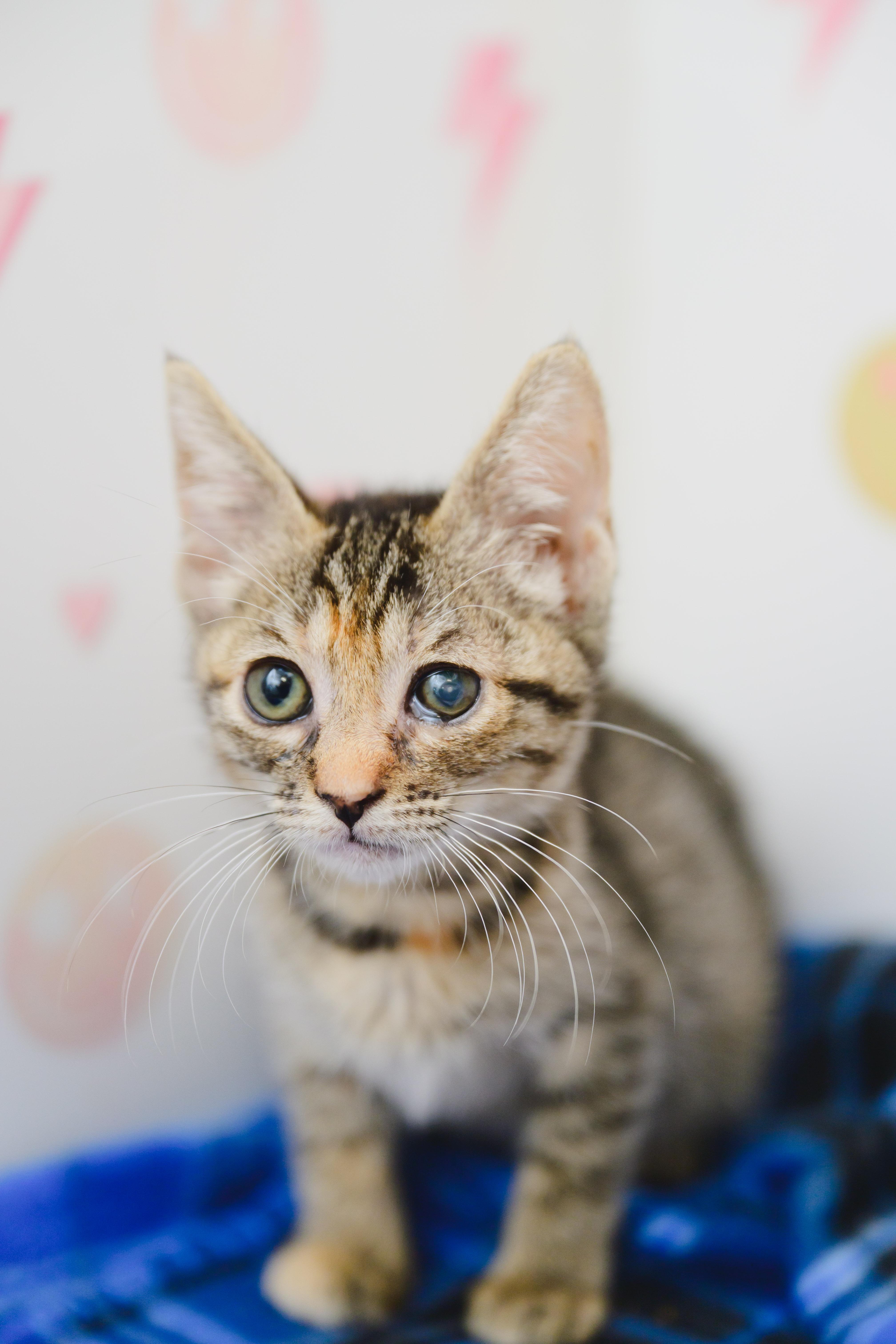 Cutie Pie thumbnail 3