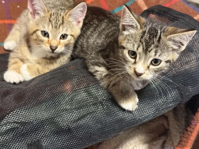 A baby medium-sized male Domestic Short Hair cat named Mary & Pippin for adoption in Westfield, MA