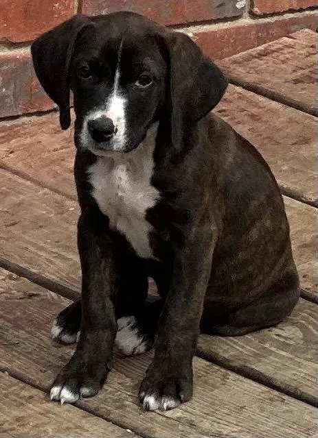 A baby small-sized female Mixed Breed dog named Twix for adoption in Rome, GA