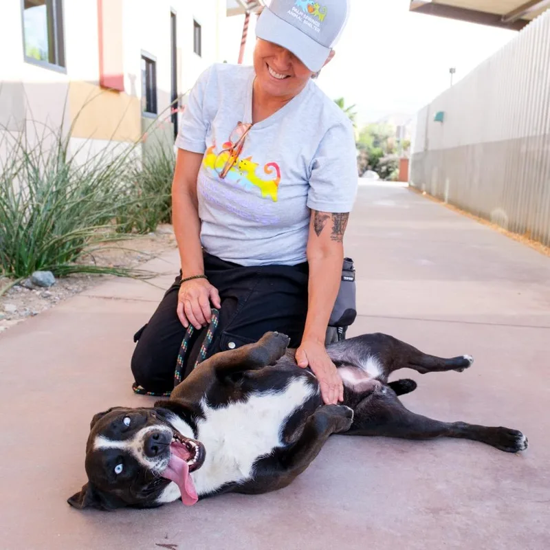 An adult medium-sized female Black English Bulldog dog named Destiny for adoption in Palm Springs, CA