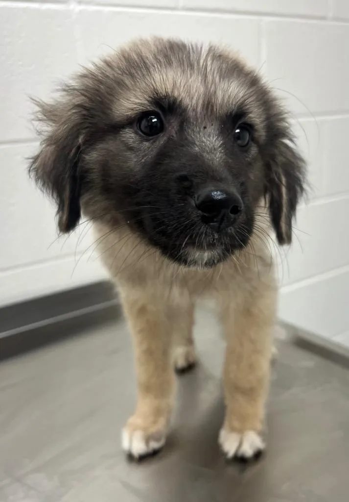 A baby medium-sized female German Shepherd Dog dog named Sweetums for adoption in Greeneville, TN