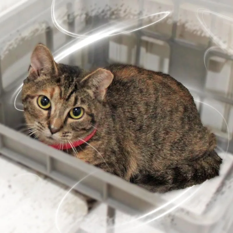A young medium-sized female Black Tabby cat named Clara for adoption in Amelia, OH