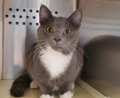 An adult medium-sized male Domestic Short Hair cat named Jules for adoption in Kansas City, MO