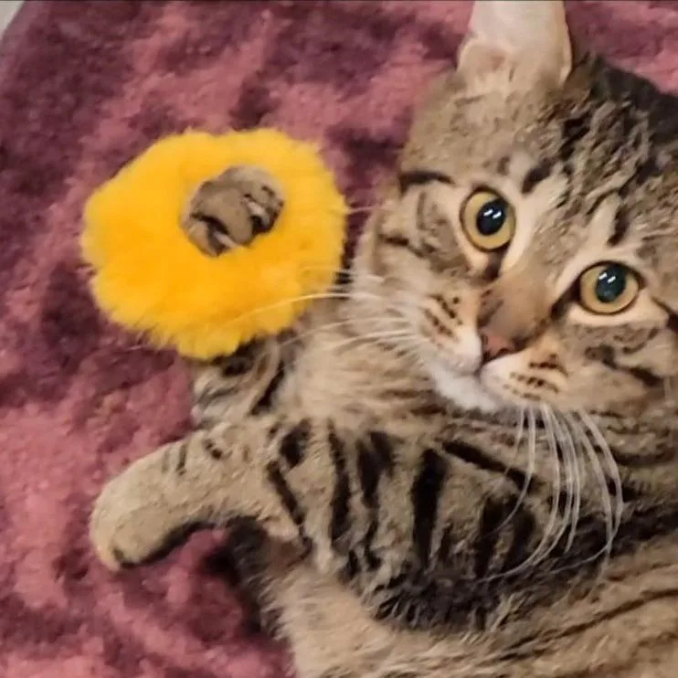 An adult medium-sized male Brown / Chocolate Domestic Medium Hair cat named Rebel for adoption in Marietta, GA